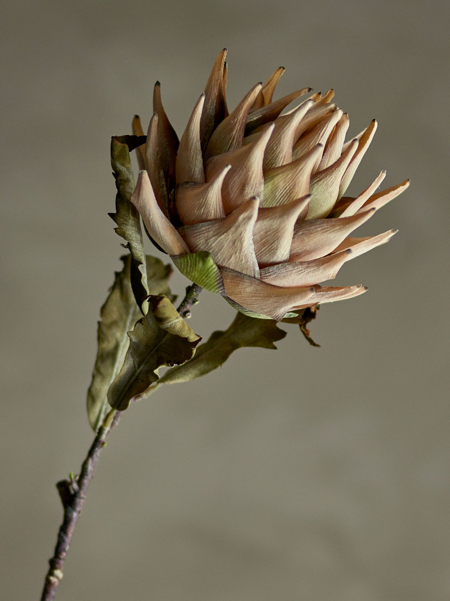 Bloomingville Protea Stiel, Natur, Künstliche Blumen