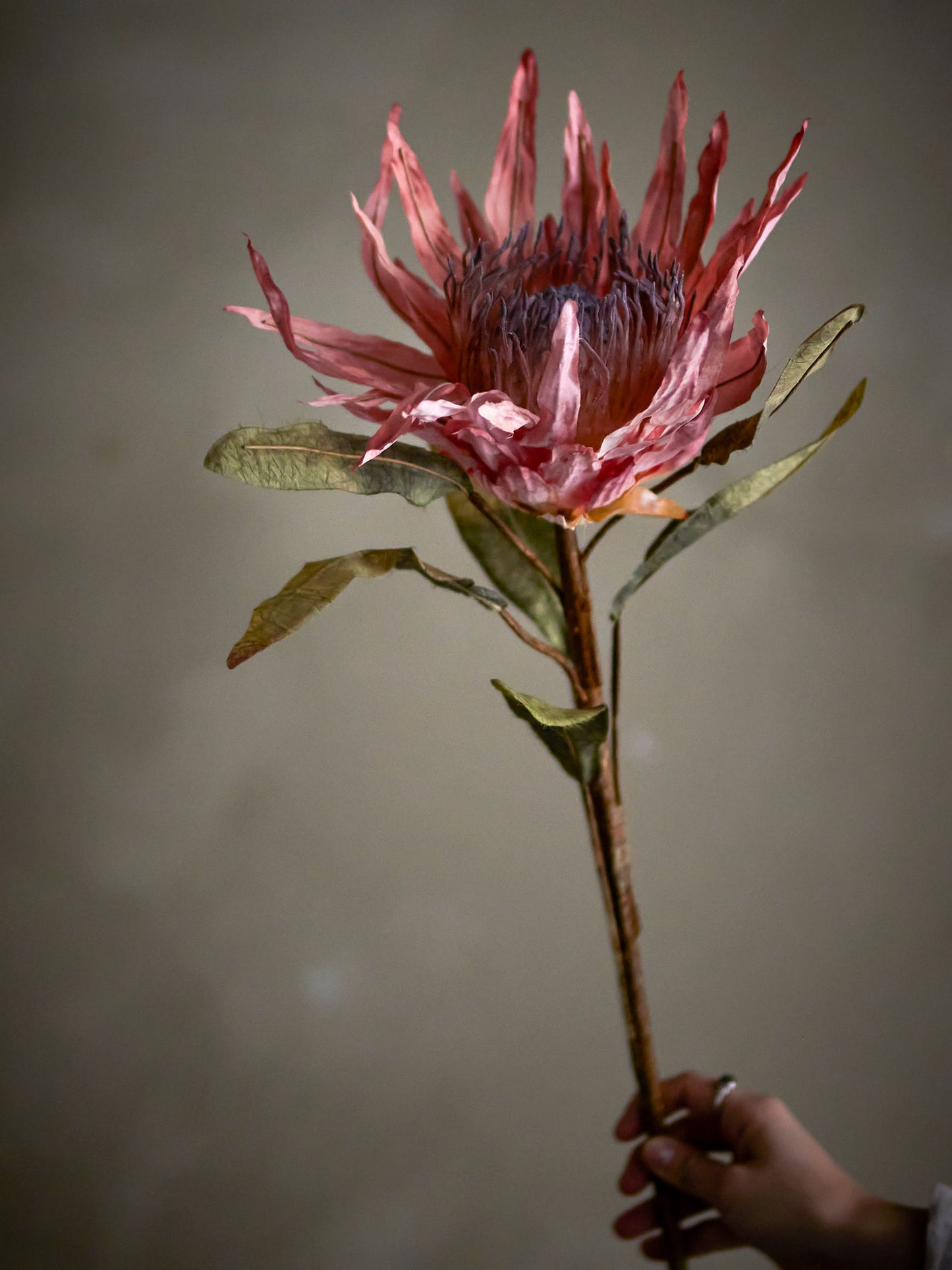 Bloomingville Protea Stiel, Rose, Künstliche Blumen