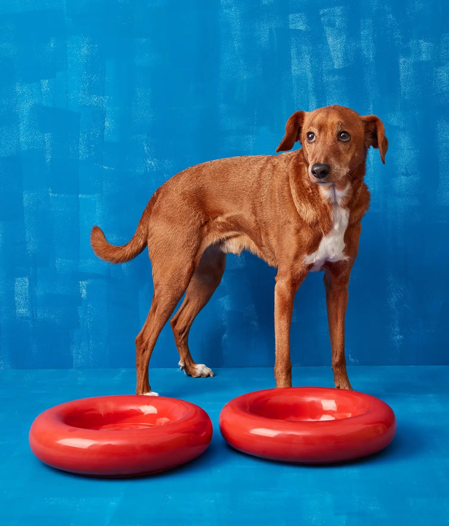 HotDog Pets Rosa Keramiknapf für Hunde rot