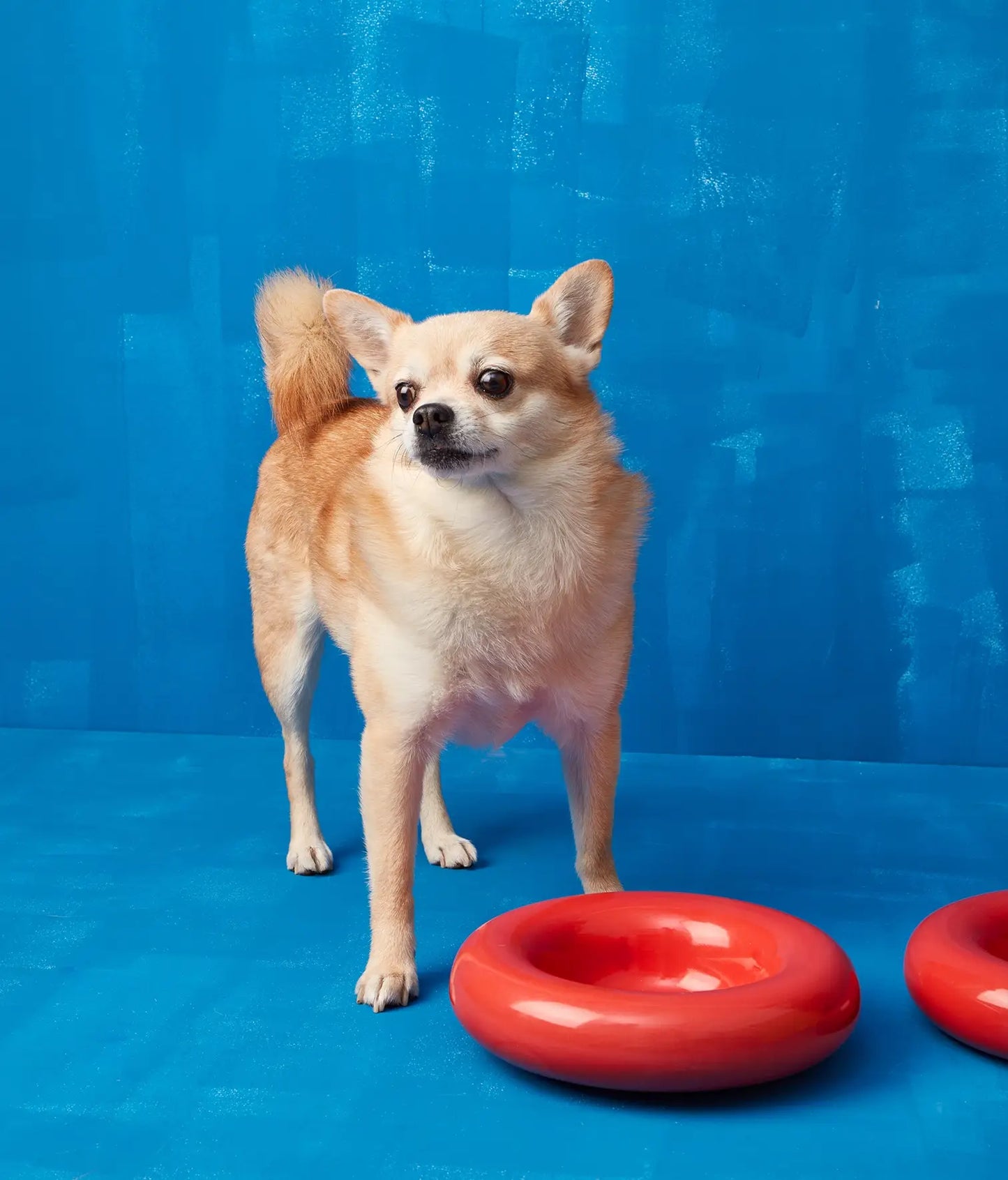 HotDog Pets Rosa Keramiknapf für Hunde rot