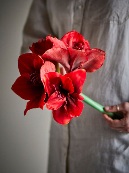 Bloomingville Amaryllis Stiel, Rot, Künstliche Blumen