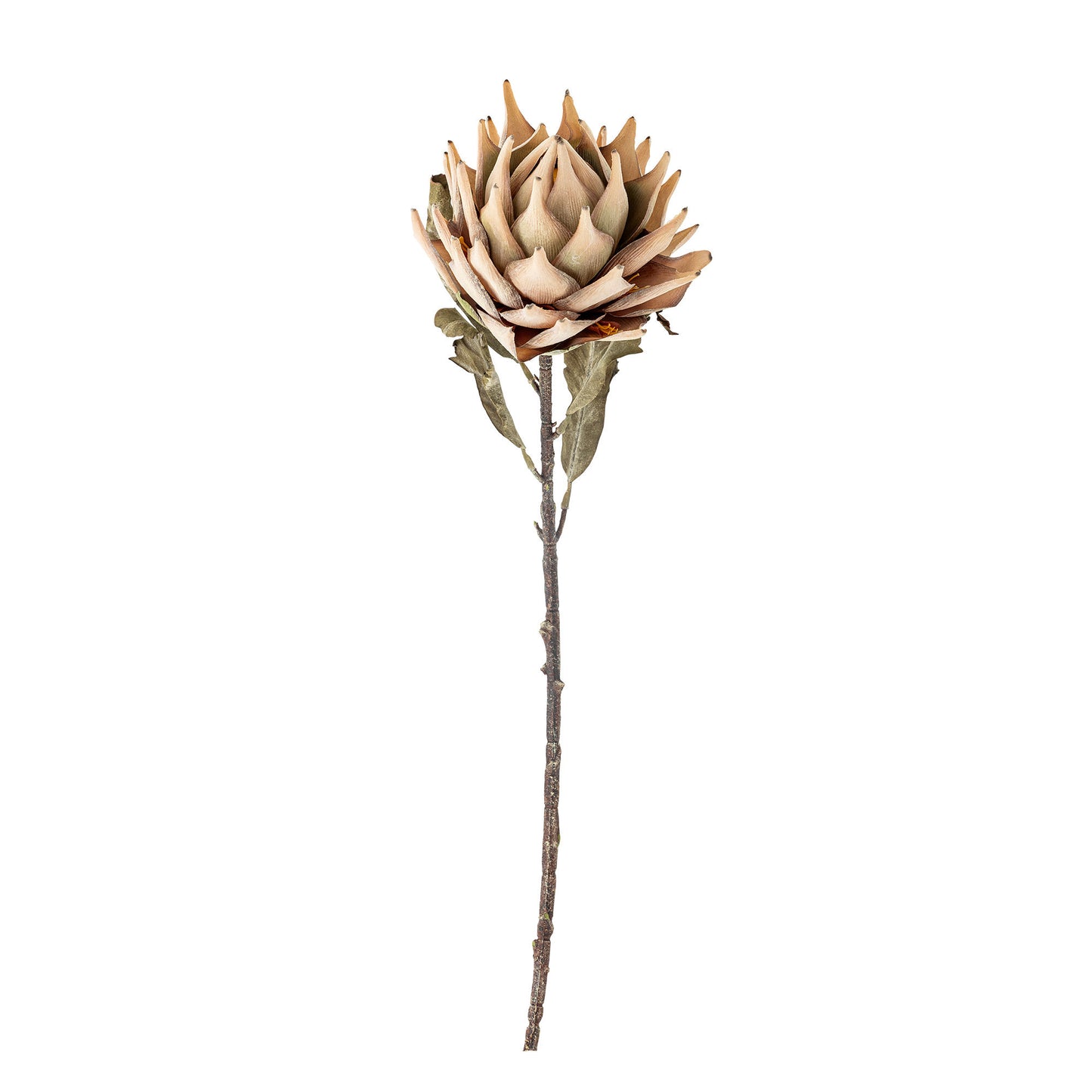 Bloomingville Protea Stiel, Natur, Künstliche Blumen