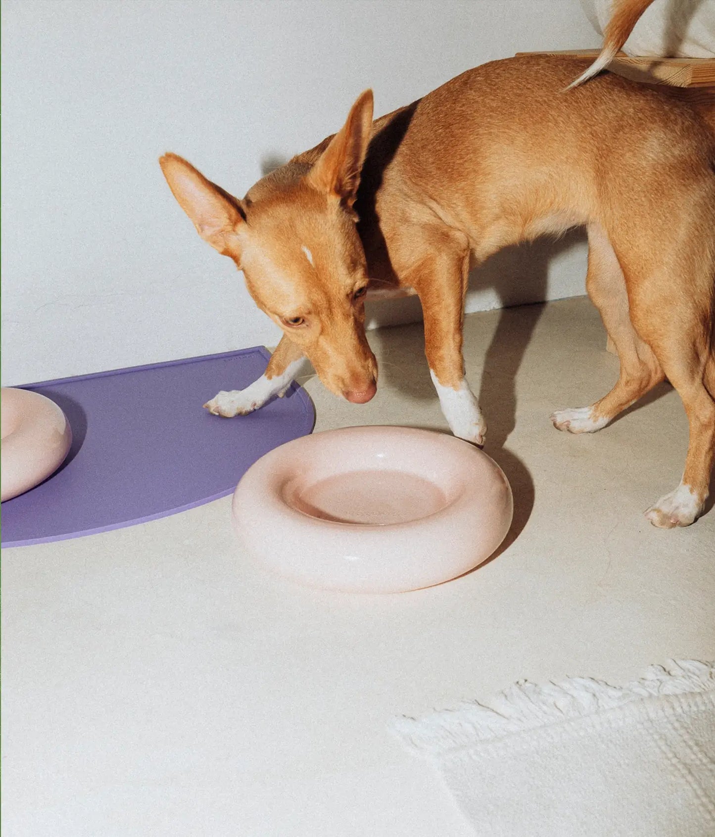 HotDog Pets Rosa Keramiknapf für Hunde