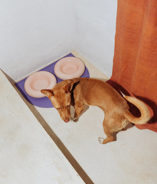 HotDog Pets Rosa Keramiknapf für Hunde