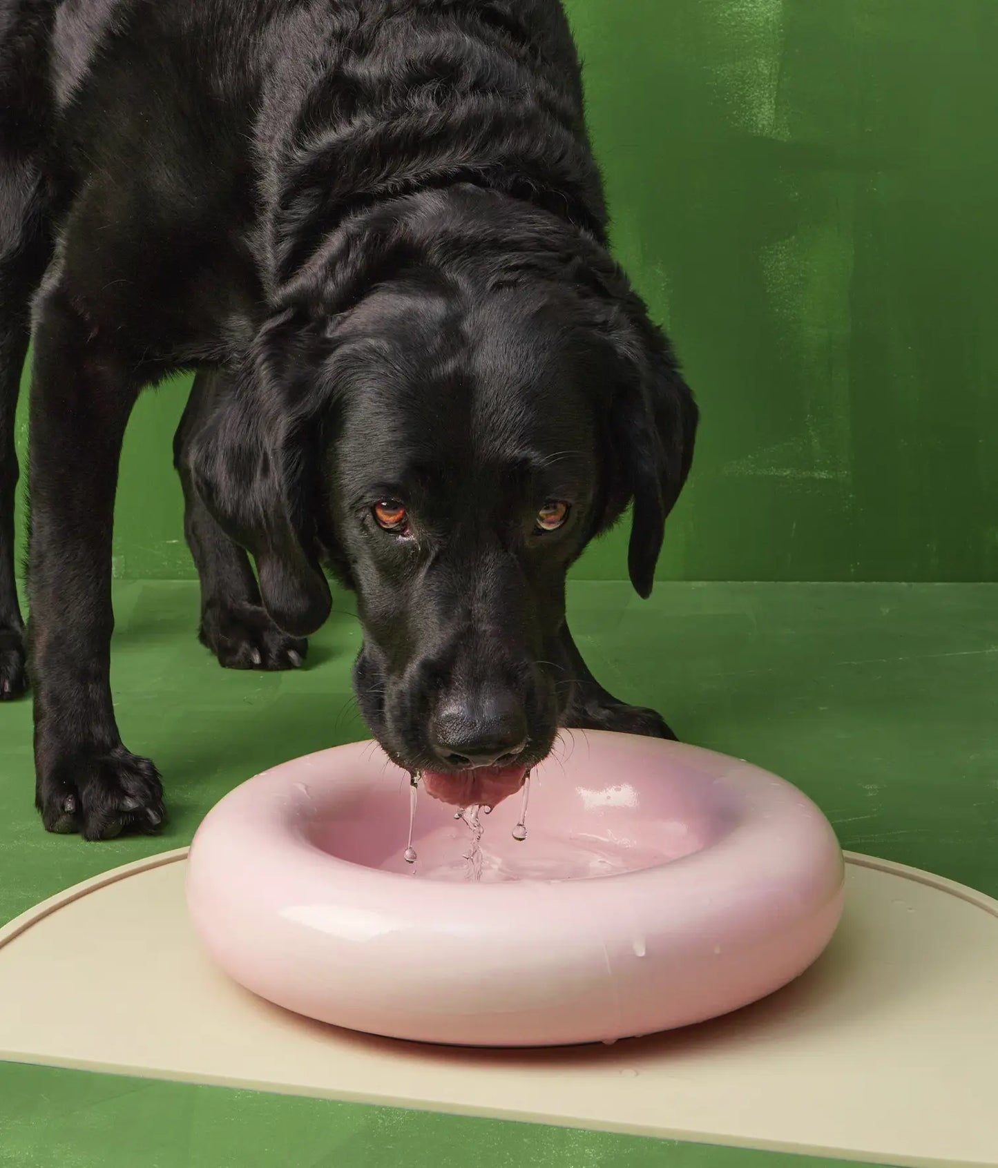 HotDog Pets Rosa Keramiknapf für Hunde